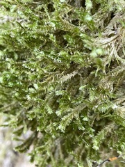 Porella platyphylla