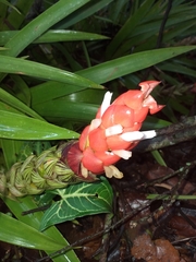 Guzmania monostachia