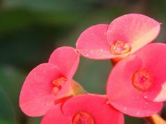 Euphorbia milii