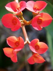 Euphorbia milii