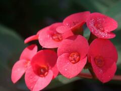 Euphorbia milii