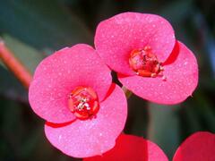Euphorbia milii