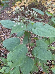 Ageratina roanensis