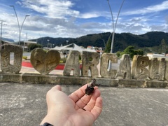 Sphaenognathus feisthamelii