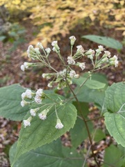 Ageratina roanensis