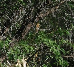 Myiophobus fasciatus