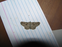 Iridopsis vellivolata