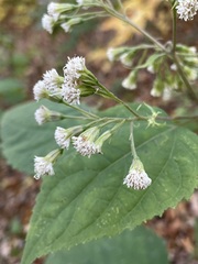 Ageratina roanensis