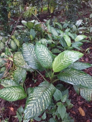Dieffenbachia seguine