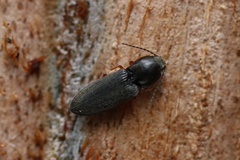Cardiophorus