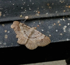 Frederickia flaviterminata