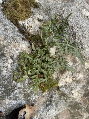 Asplenium montanum