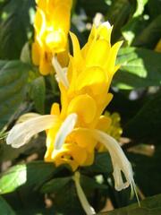 Pachystachys lutea
