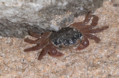 Cyclograpsus punctatus