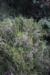 Cliffortia strobilifera