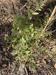 Lithospermum parviflorum