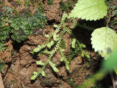 Selaginella apoda