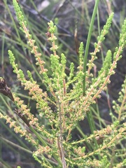 Erica axillaris