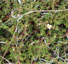 Frankenia pauciflora