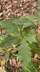Quercus rubra
