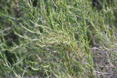 Cliffortia strobilifera