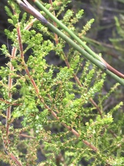 Erica axillaris