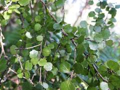 Melicytus micranthus