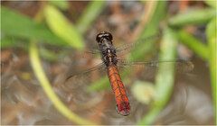 Libellula herculea