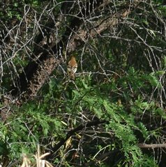 Myiophobus fasciatus