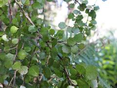 Melicytus micranthus