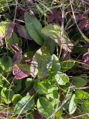 Packera schweinitziana