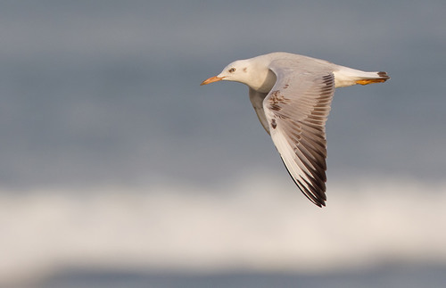 Slender-billed Gull