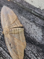 Epiphryne verriculata