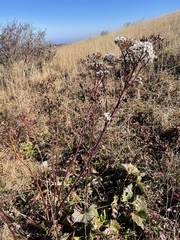 Arnoglossum