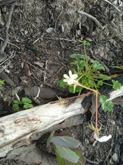 Pelargonium elongatum