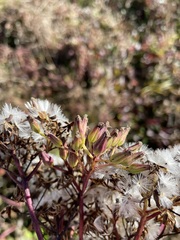 Arnoglossum