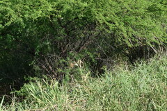 Myiophobus fasciatus