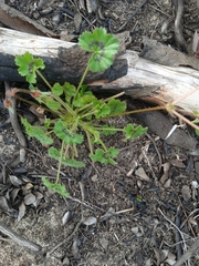 Pelargonium elongatum