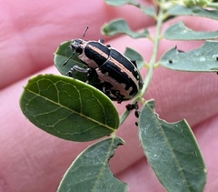 Eudiagogus rosenschoeldi