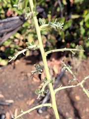 Adolphia californica