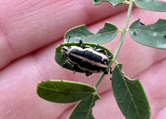 Eudiagogus rosenschoeldi