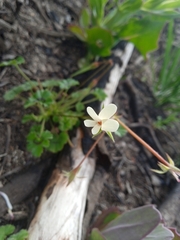 Pelargonium elongatum