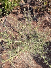 Adolphia californica