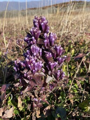 Gentianella quinquefolia