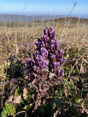 Gentianella quinquefolia