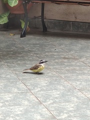 Pitangus sulphuratus