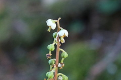 Pyrola media
