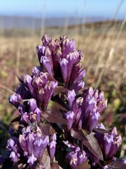 Gentianella quinquefolia