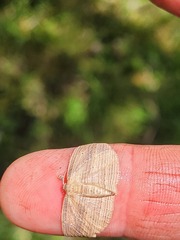 Epiphryne verriculata