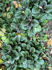 Ajuga